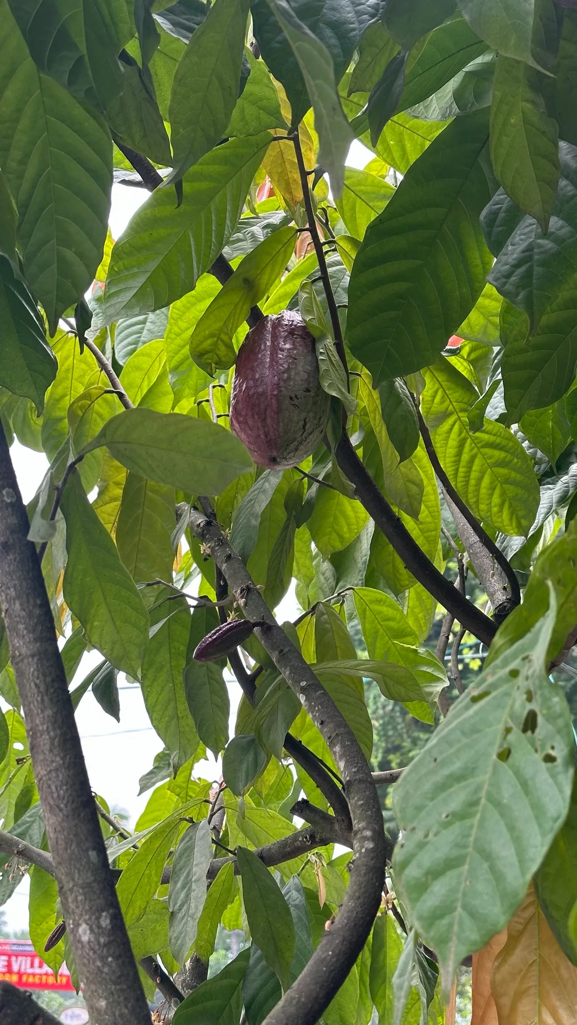 A ripening cacao pod hanging among big green leaves