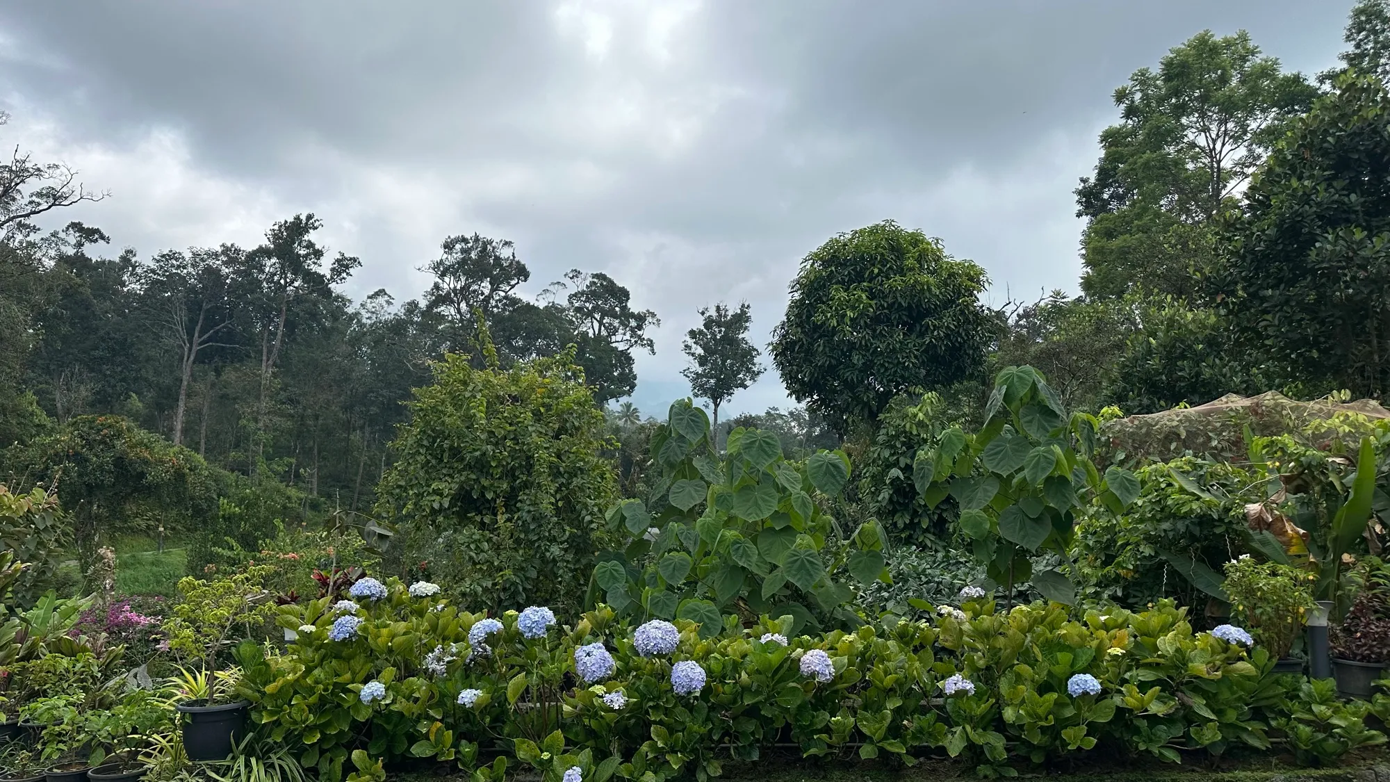 A lush garden under a cloudy sky, with rows of blue hydrangeas in front of tall trees