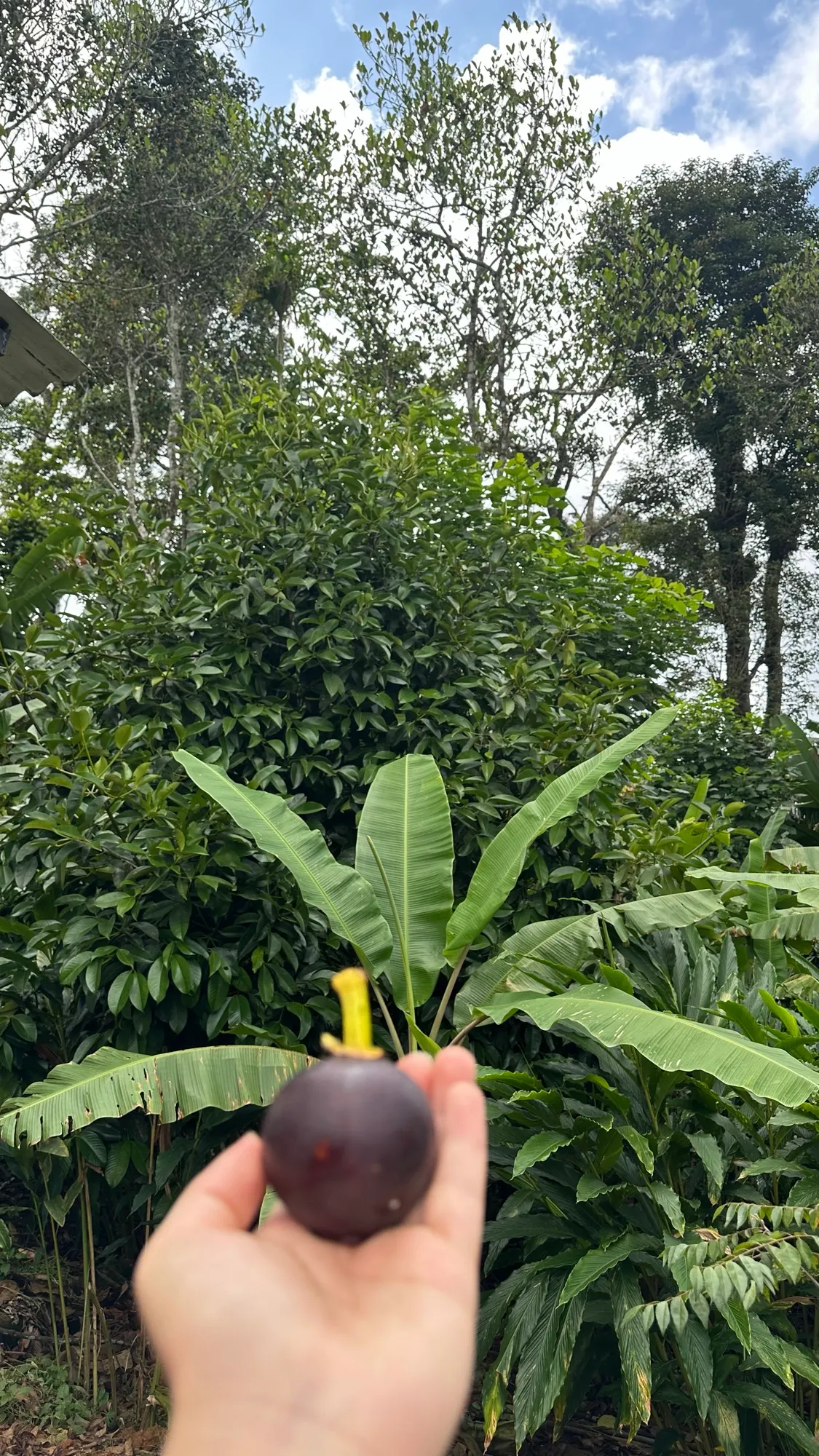 Holding up a freshly picked mangosteen in front of banana plants